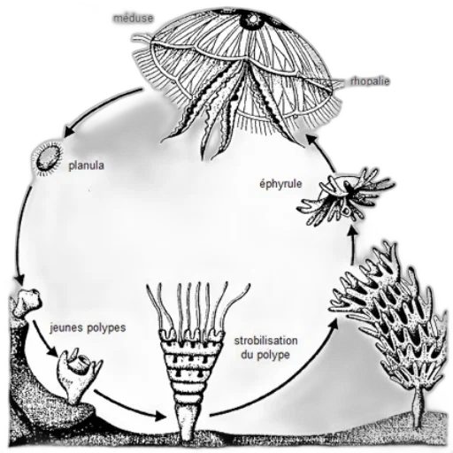 umbrella, tree, hair, hat transparent PNG cut-out
