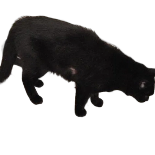 animal, creature, staff, hat transparent PNG cut-out