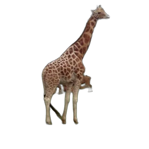 animal, creature, shoes, staff transparent PNG cut-out