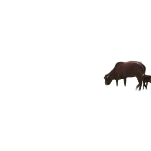 animal, creature, dragon, hair transparent PNG cut-out