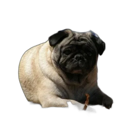 animal, creature, staff, food transparent PNG cut-out