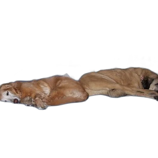 animal, staff, creature, furniture transparent PNG cut-out