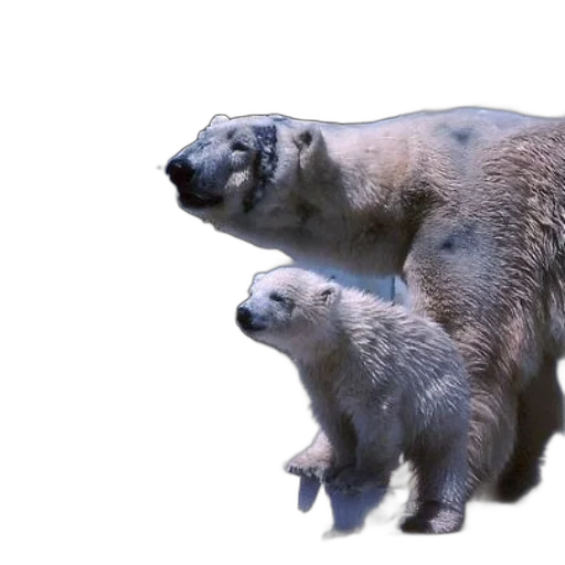 animal, creature, 3d render, concept art transparent PNG cut-out