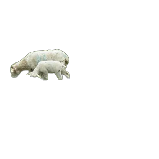 animal, creature, food, furniture transparent PNG cut-out