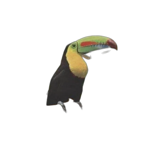 animal, creature, hat, staff transparent PNG cut-out