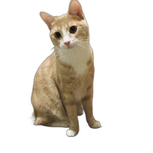 animal, staff, creature, face transparent PNG cut-out