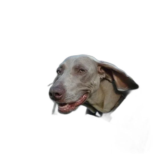 animal, creature, staff, face transparent PNG cut-out