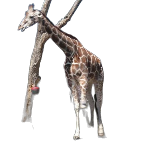 animal, staff, creature, weapon transparent PNG cut-out