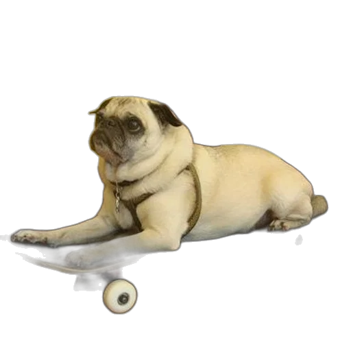 animal, staff, creature, furniture transparent PNG cut-out