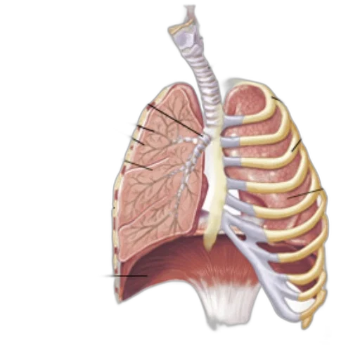 jacket, labeled, diagram, human transparent PNG cut-out