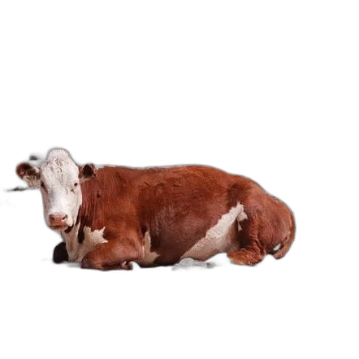 animal, food, furniture, creature transparent PNG cut-out