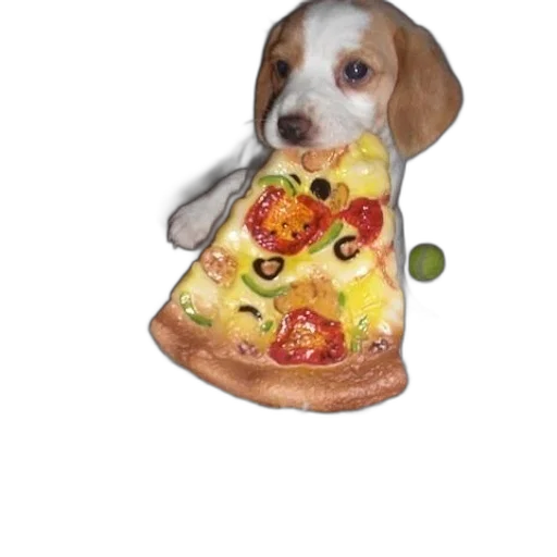 food, animal, shoes, hat transparent PNG cut-out