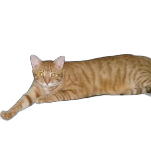 staff, animal, creature, weapon transparent PNG cut-out
