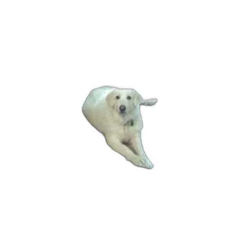 animal, creature, hair, face transparent PNG cut-out