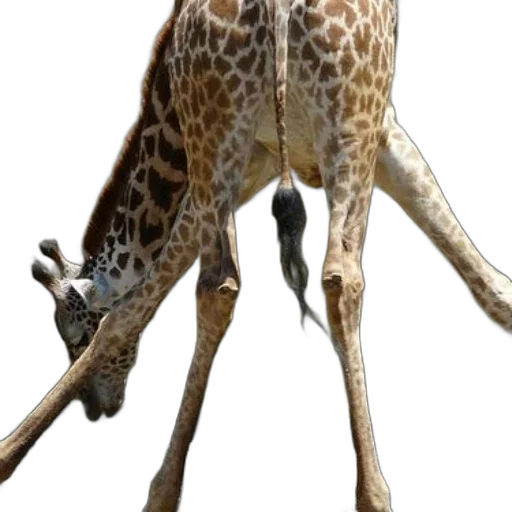 animal, creature, staff, weapon transparent PNG cut-out