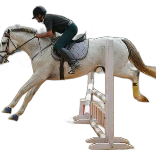 photorealistic, rider, white, horse transparent PNG cut-out