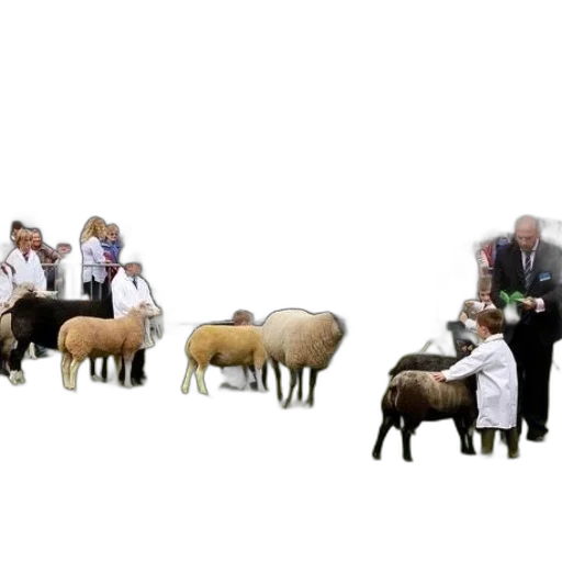 animal, group, people, white transparent PNG cut-out