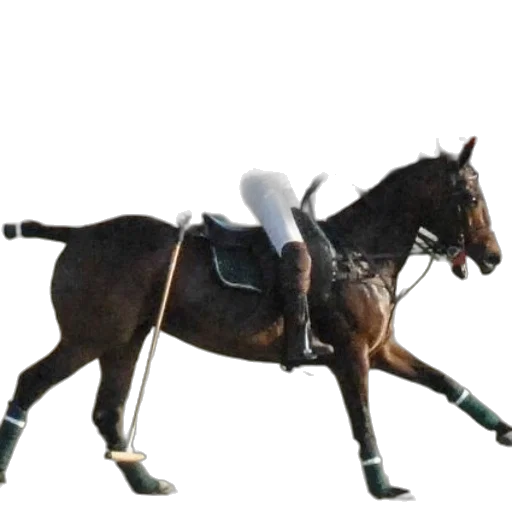 staff, animal, woman, blue transparent PNG cut-out