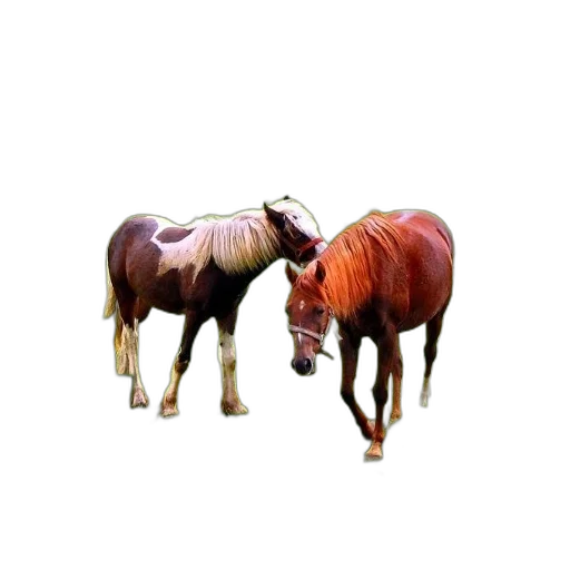 animal, furniture, jewelry, creature transparent PNG cut-out
