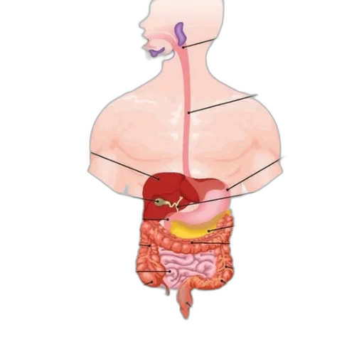 food, jewelry, concept art, anatomical transparent PNG cut-out