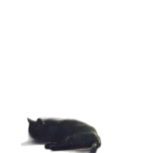 animal, creature, staff, hat transparent PNG cut-out