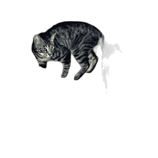 animal, creature, staff, hat transparent PNG cut-out