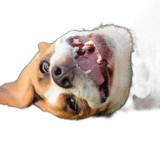animal, creature, face, mask transparent PNG cut-out