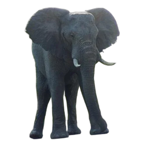 animal, creature, staff, weapon transparent PNG cut-out