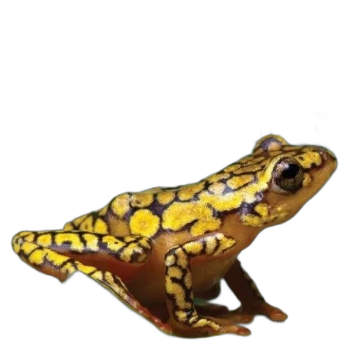 animal, creature, hat, staff transparent PNG cut-out