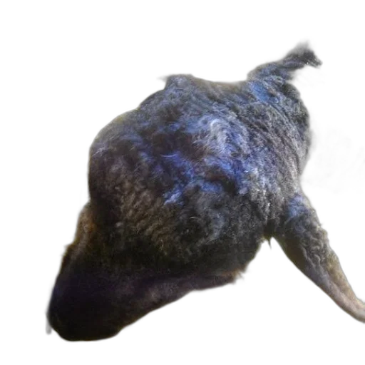 animal, creature, dragon, hat transparent PNG cut-out