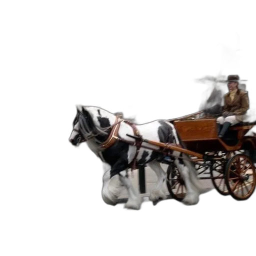 car, furniture, staff, animal transparent PNG cut-out