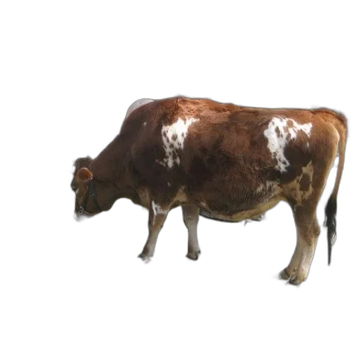 animal, creature, food, weapon transparent PNG cut-out