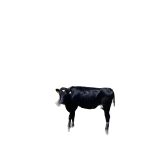 animal, food, creature, robot transparent PNG cut-out