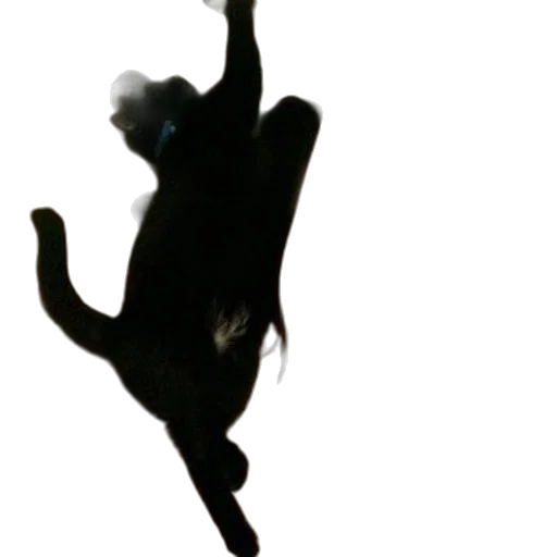 animal, creature, staff, dragon transparent PNG cut-out