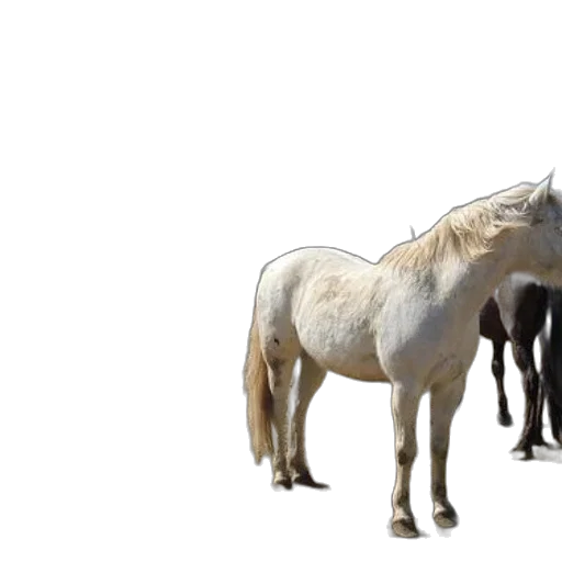 animal, creature, hair, 3d render transparent PNG cut-out