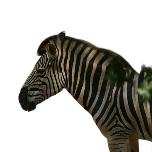 animal, creature, jewelry, 3d render transparent PNG cut-out