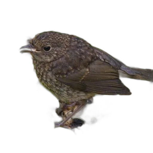 animal, staff, creature, hat transparent PNG cut-out