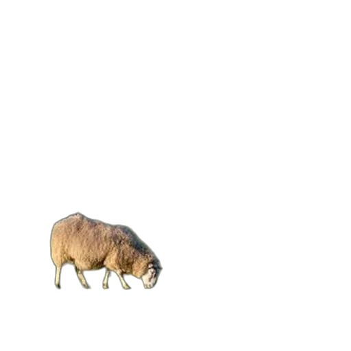 animal, creature, car, food transparent PNG cut-out