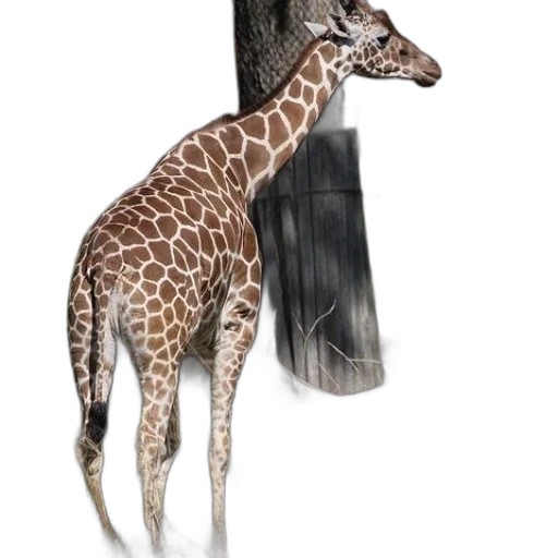 animal, staff, creature, shoes transparent PNG cut-out
