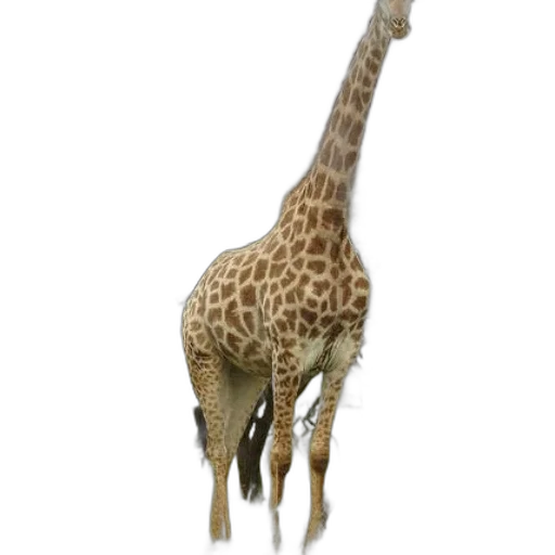 animal, creature, staff, hat transparent PNG cut-out