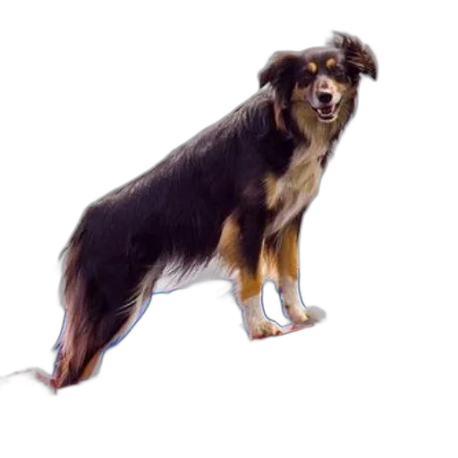 animal, staff, creature, hair transparent PNG cut-out