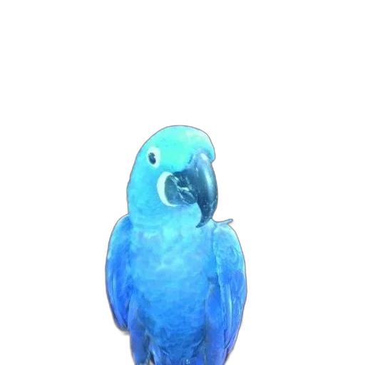 animal, staff, creature, jewelry transparent PNG cut-out