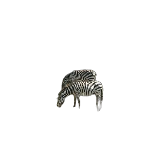 animal, creature, hair, furniture transparent PNG cut-out