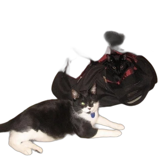 shoes, hat, animal, staff transparent PNG cut-out