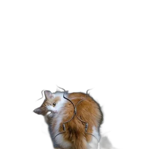 animal, creature, staff, hair transparent PNG cut-out