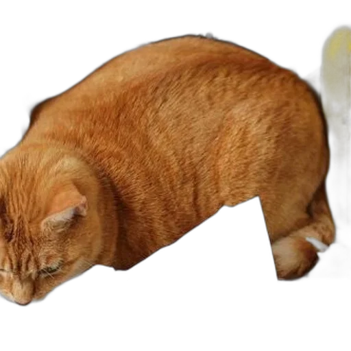 animal, food, creature, shoes transparent PNG cut-out