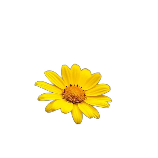 flower, crown, jewelry, weapon transparent PNG cut-out