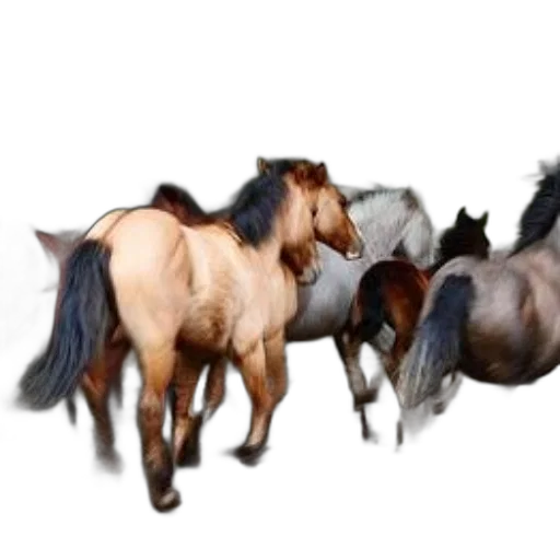 animal, staff, hair, creature transparent PNG cut-out