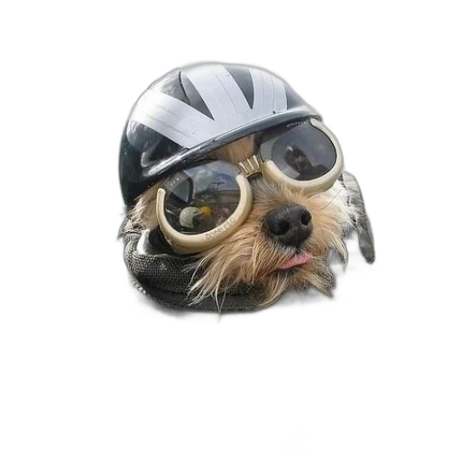 animal, photorealistic, 3d render, small transparent PNG cut-out