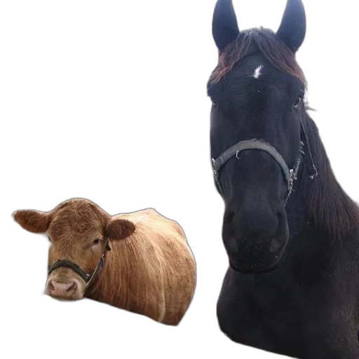 animal, hat, cow, horse transparent PNG cut-out
